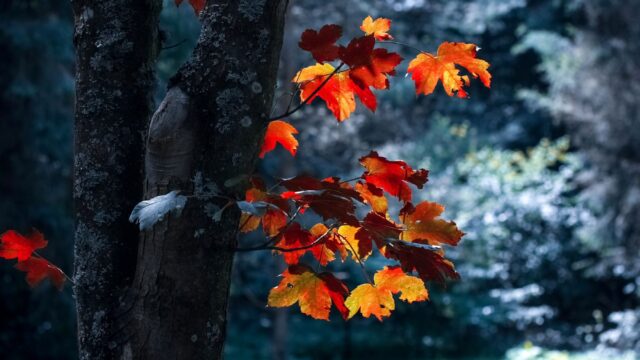 Fire and Ice